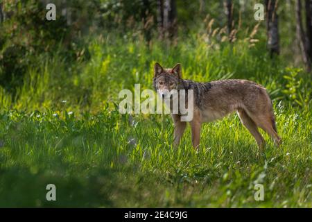 Gray wolf in northern Wisconsin. Stock Photo