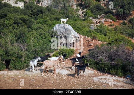 Herd of goats in the maquis with a guard on the boulder, Central Greece Stock Photo