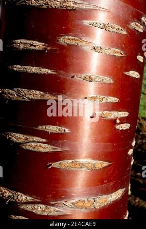 Prunus serrula var. tibetica Tibetan cherry – shiny mahogany coloured bark with grey brown horizontal marks,  January, England, UK Stock Photo