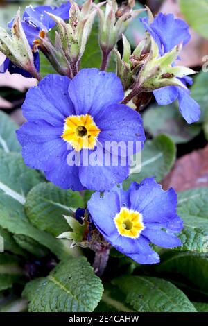 Primula vulgaris ‘True Blue’ Primrose True Blue – blue primrose with yellow centre, January, England, UK Stock Photo
