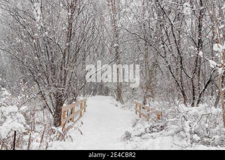 Winter forest park scenery of trees covered with white snow tranquil path during snowstorm. Quebec, Canada Stock Photo