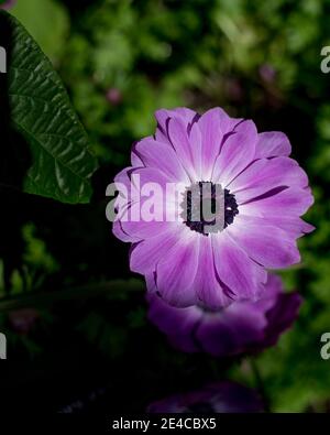 Closeup of the blue Cineraria flower highlighted by natural sunlight in a garden setting. Stock Photo