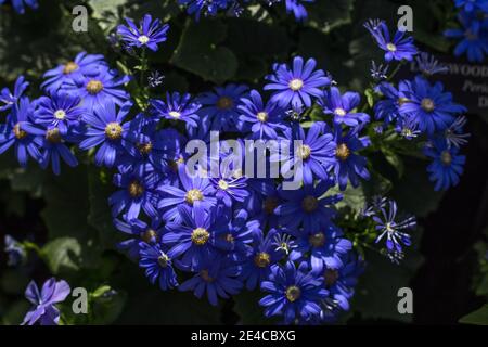 Pericallis + hybrida, Daisy Family Stock Photo