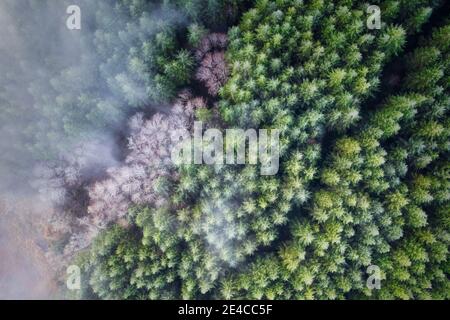 Fog and mist over Douglas Fir and Alder trees in Oregon forest Stock Photo