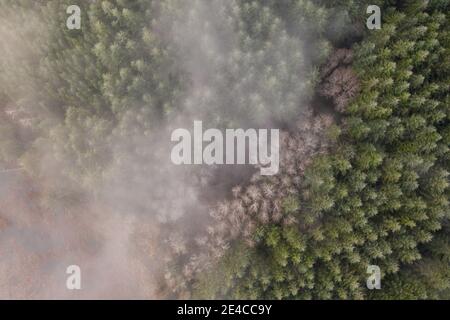 Fog and mist over Douglas Fir and Alder trees in Oregon forest Stock Photo