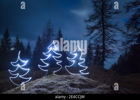 italy, veneto, belluno, agordino, dolomites, forest at night, fir trees classic shape drawn with light, light painting Stock Photo
