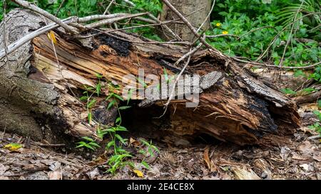 A felled tree trunk rotting in the bush Stock Photo