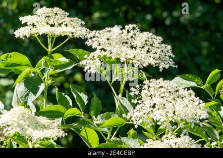 Elderberry (Sambucus) form a genus of plants in the musk herb family (Adoxaceae) Stock Photo