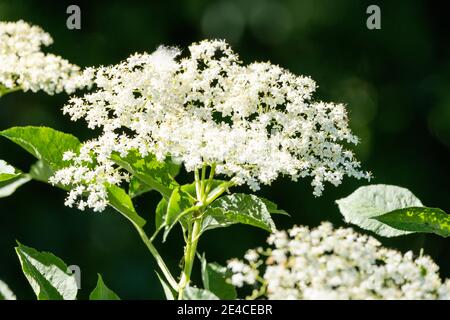 Elderberry (Sambucus) form a genus of plants in the musk herb family (Adoxaceae) Stock Photo
