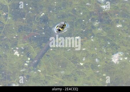 Grass snake (Natrix natrix), young grass snake in the water. Stock Photo