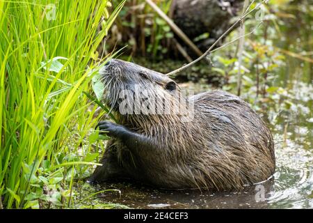 Nutria (Myocastor coypus), also called beaver rat, swamp beaver, tail beaver, tail rat or Coypu. Stock Photo