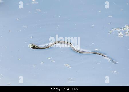 Grass snake (Natrix natrix), young grass snake in the water. Stock Photo