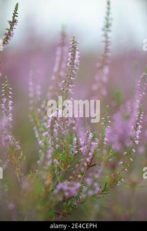 Heather close up Stock Photo