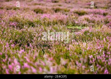 Heath plants in the Nemitzer Heide, screen-filling Stock Photo