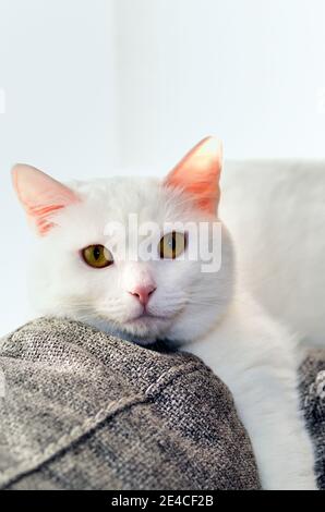 Schaumburg, Illinois, USA. An all white domestic short hair cat enjoys a relaxing perch in the morning sun. Stock Photo
