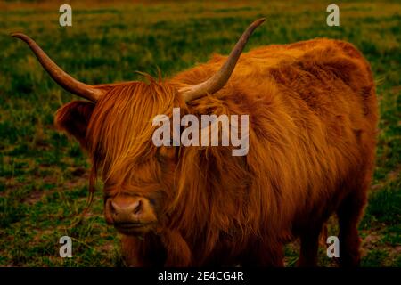 Highland cattle on a pasture in Germany Stock Photo