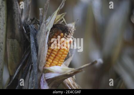 dried up corn on the cob / agriculture, abstract, emotional motifs with blur, background / graphics / composing / real photography without blur filter Stock Photo