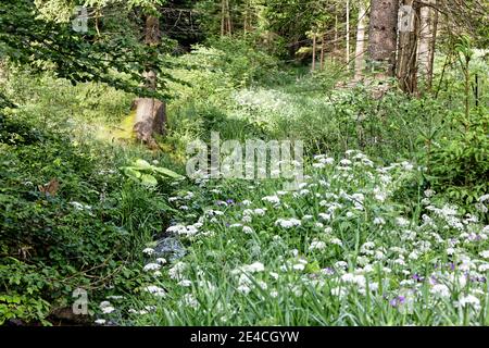 Germany, Thuringia, Gehren, narrow brook, forest, meadow, flowers Stock Photo