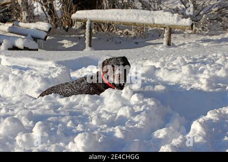A young brown labrador dog playing in the snow in winter Stock Photo
