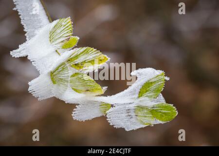 Hoar frost on leaves on Parapluieberg, close-up of a rare natural spectacle, Wienerwald, Perchtoldsdorf, Lower Austria, Austria Stock Photo
