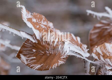 Hoar frost on leaves on Parapluieberg, close-up of a rare natural spectacle, Wienerwald, Perchtoldsdorf, Lower Austria, Austria Stock Photo