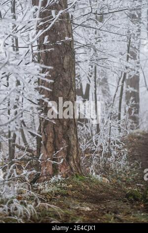 Hoar frost on branches and trees in the forest, rare natural spectacle on Parapluieberg in the Vienna Woods, Perchtoldsdorf, Lower Austria, Austria Stock Photo