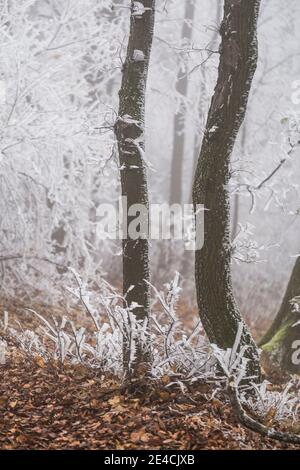 Hoar frost on branches and trees in the midst of autumn leaves, rare natural spectacle on Parapluieberg in the Vienna Woods, Perchtoldsdorf, Lower Austria, Austria Stock Photo