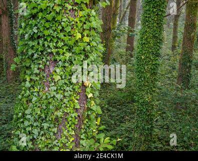 Symbiosis in a eucalyptus woods - Santa Irene, Galica, Spain Stock Photo