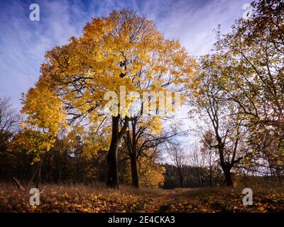 The red-yellow leaves of a maple in autumn shine in the sun Stock Photo