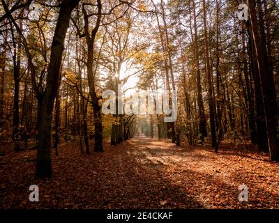 Autumn forest with glowing leaves in the backlight Stock Photo