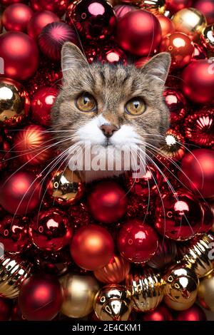 beautiful curious cat surrounded by red and golden christmas baubles looking at camera with copy space Stock Photo