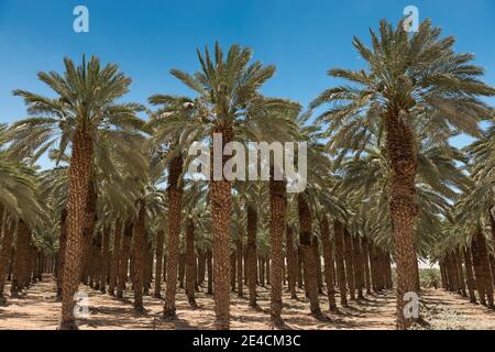 Middle East, Israel, Dead Sea, Ein Gedi, palm trees in desert landscape Stock Photo