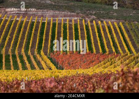 Europe, Germany, Baden-Wuerttemberg, Stromberg Heuchelberg Nature Park, Hohenhaslach, vineyard, autumn colors, Weitblickweg