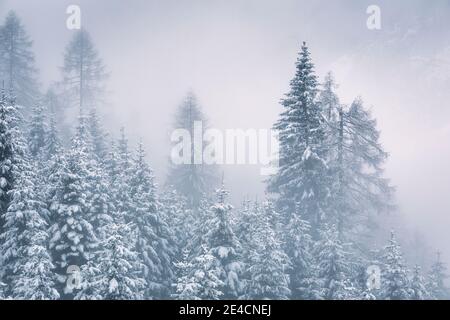 Italy, Veneto, Belluno, Agordino, evergreen trees covered with snow, winter forest, foggy morning in Dolomites Stock Photo