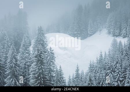 Italy, Veneto, Belluno, Agordino, evergreen trees covered with snow, winter forest, foggy morning in Dolomites