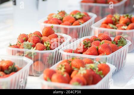 Semi-transparent plastic containers filled with fresh strawberries placed in rows Stock Photo