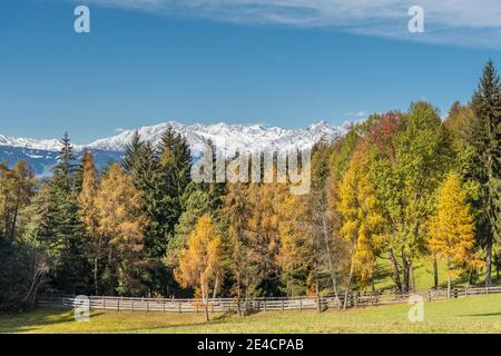 Jenesien, Province of Bolzano, South Tyrol, Italy. Autumn on the Salten, Europe's highest larch plateau, in the background the peaks of the Texel group Stock Photo