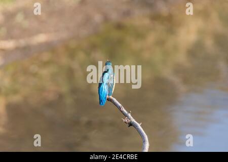 Common kingfisher (Alcedo atthis), Isehara City, Kanagawa Prefecture, Japan