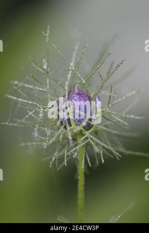 Maiden in the green (Nigella damascena), bud with morning dew Stock Photo