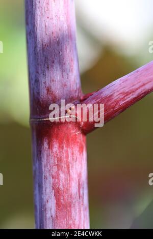 Extra-floral nectaries on the stalk of castor oil (Ricinus communis) Stock Photo