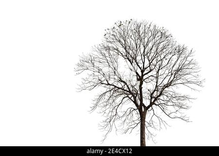 Silhouette of old dead tree with clipping path isolated on white background. Stock Photo