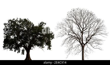 Silhouettes of old tree and dry tree isolated on white background. Stock Photo