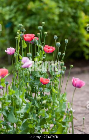 Opium Poppy, Opievallmo (Papaver somniferum) Stock Photo