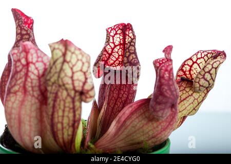 Trumpet Pitcher Plant, Flugtrumpet (Sarracenia purpurea) Stock Photo