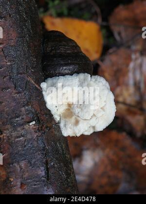 Antrodiella pallescens, a polypore from Finland  with no common english name growing on tinder fungus, Fomes fomentarius Stock Photo
