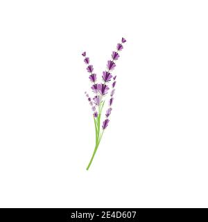 Lavender Logo Template vector symbol nature Stock Vector