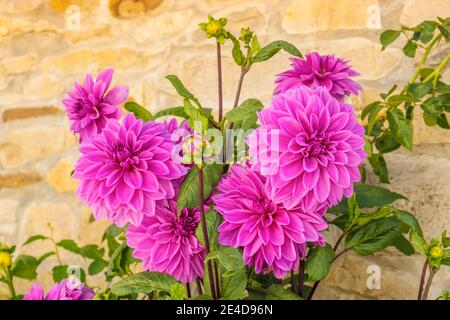 Pink Dahlia Flower Blossom at traditional stone wall of northern Spain, Europe Stock Photo