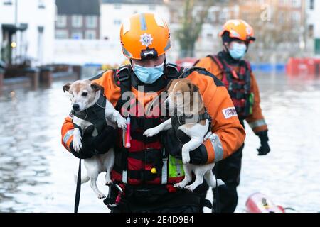 Bewdley, Worcestershire, UK. 23rd Jan, 2021. The morning after the flood defences on the River Severn are partially breached in Bewdley, Worcestershire, emergency rescue team rescues a pair of terriers and their owner. The dogs, Eddie and Poppy, were unfazed by the rescue as was their owner. The Severn is still rising and is expected to peak later today. Credit: Peter Lopeman/Alamy Live News Stock Photo