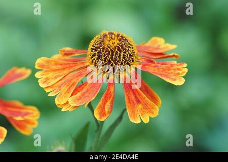 The soft orange red colored common sneezeweed , Helenium autumnale Stock Photo