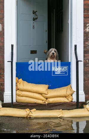 Bewdley, Worcestershire, UK. 23rd Jan, 2021. Malcolm the dog wakes up to a flooded town as the River Severn partially breaches the flood defences at Bewdley, Worcestershire. The river is still rising and is expected to peak later today. Credit: Peter Lopeman/Alamy Live News Stock Photo